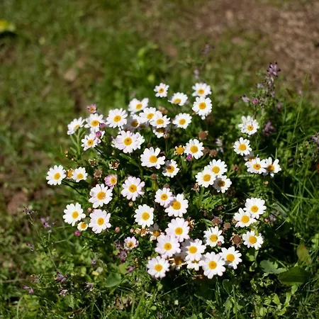 Casa Do Bago بيت للعطل