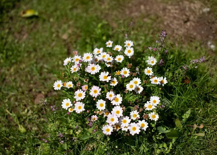 Casa Do Bago בית נופש